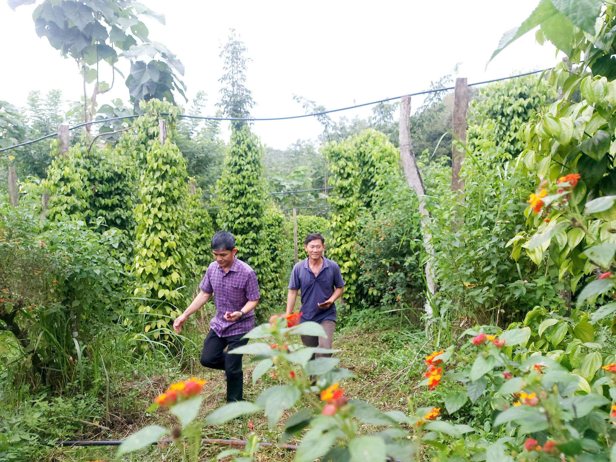 Nông dân tới vườn gốc tiêu Tùng Linh học hỏi kỷ thuật canh tác
