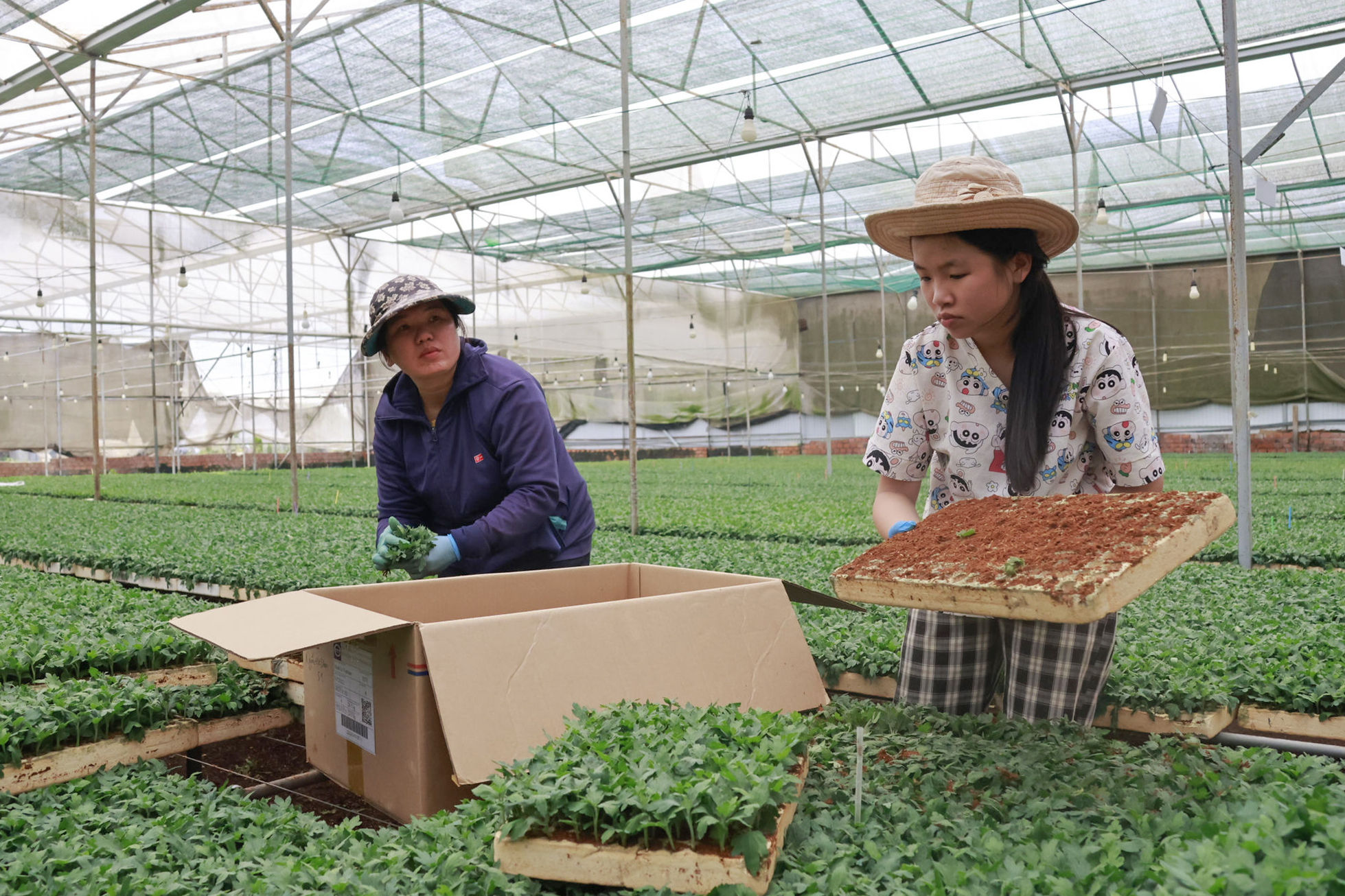 2.-lan-huong-tranh-thu-phu-me-thu-hoach-cay-giong-tai-vuon-uom.jpg
