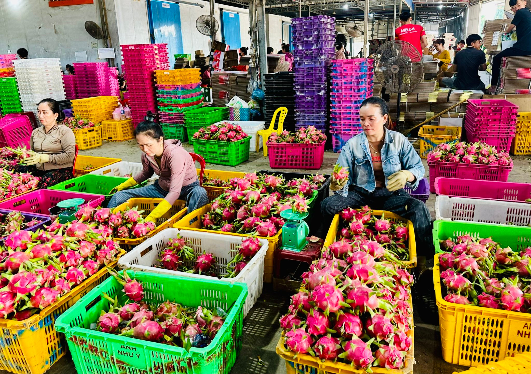 sơ chế thanh long