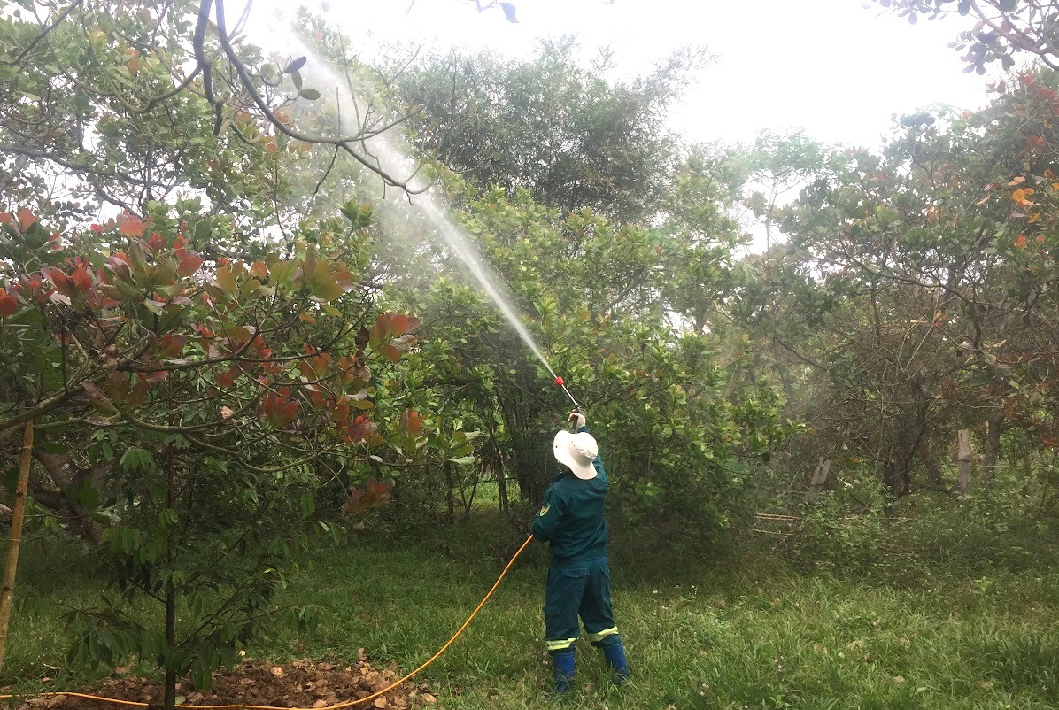 Canh tác điều theo quy trinh an toàn, bền vững, đáp ứng yêu cầu nguyên liệu chế biến sản phẩm cạnh tranh