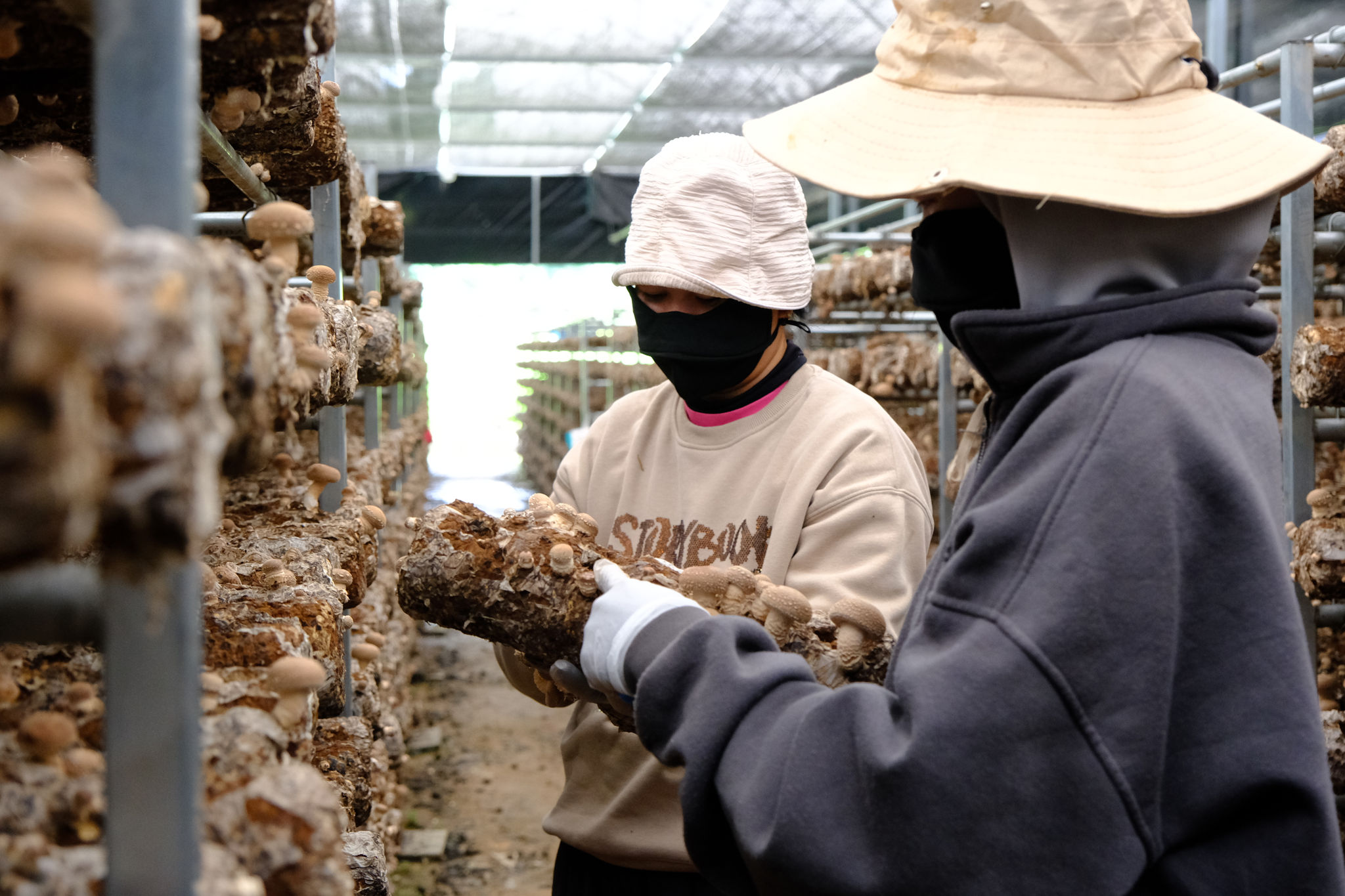 Mô hình nấm đông cô tạo thêm việc làm ổn định cho lao động địa phương.