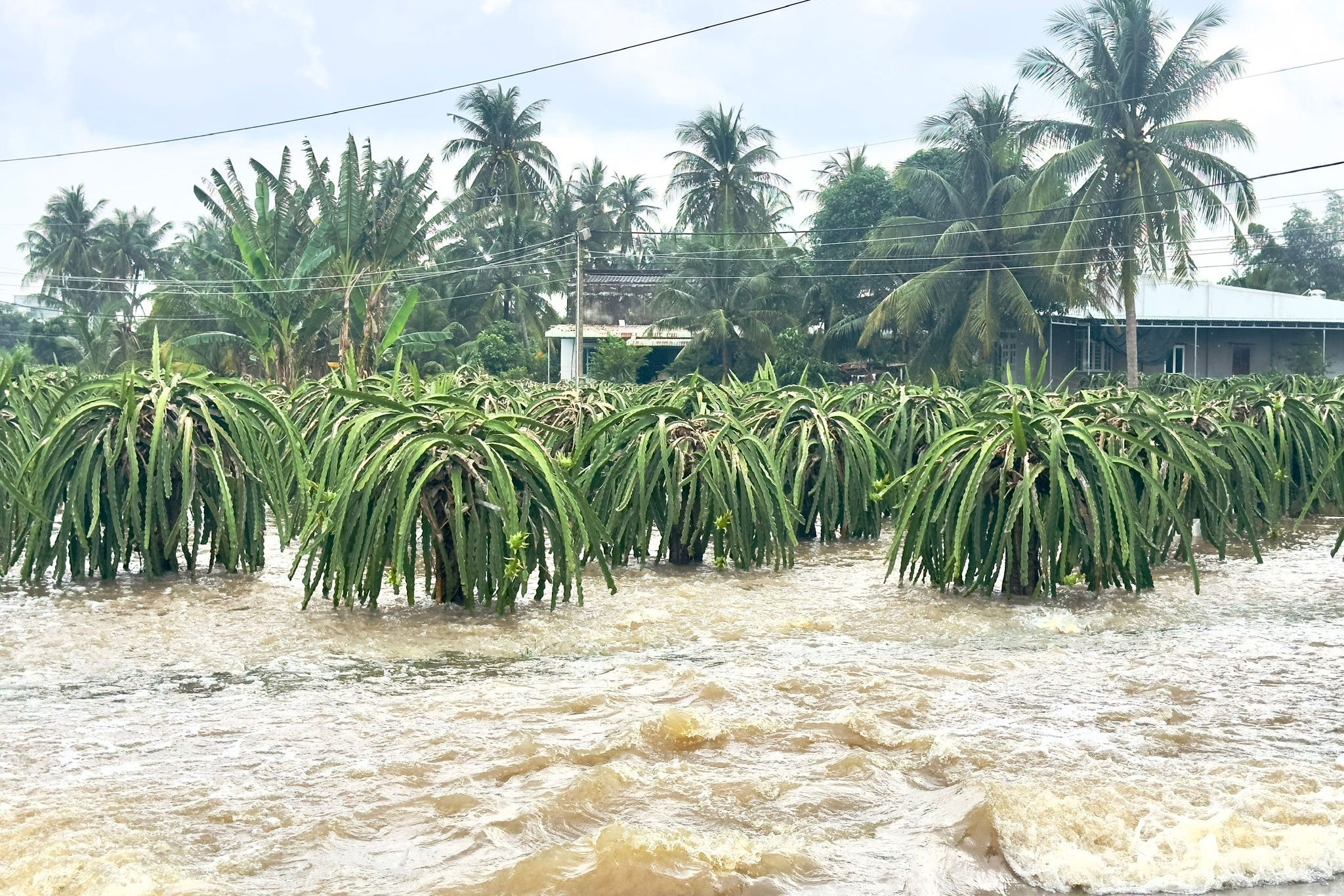 ngap-thanh-long-(1).jpg