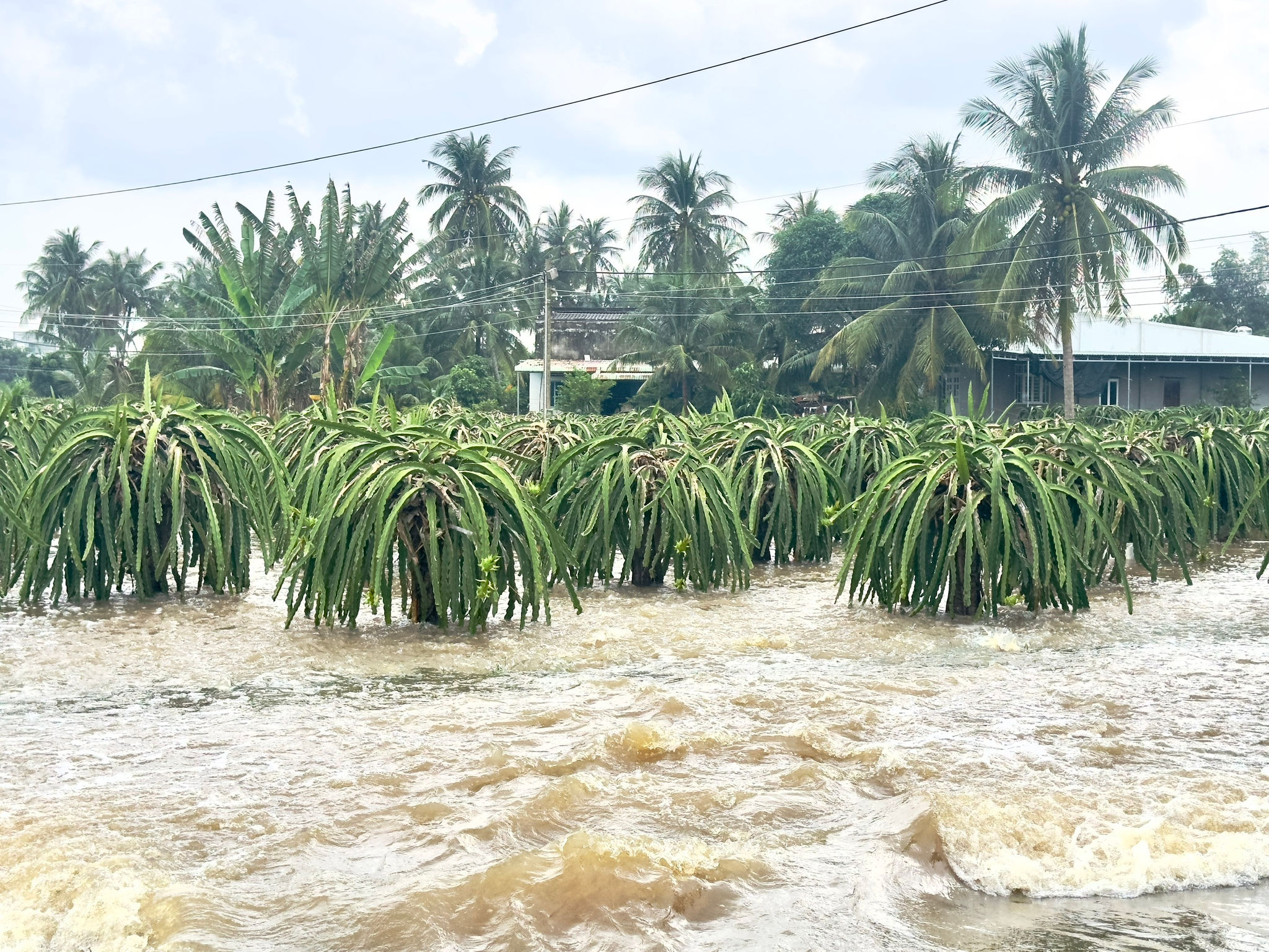 Thanh long ngập Tuyên Quang