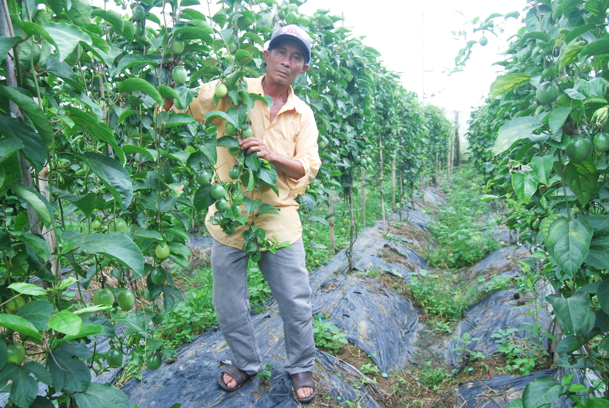 chanh-vang-ngot-trong-giai-doan-kinh-doanh-voi-mat-do-on-dinh-5.000-cayha-tai-vung-nong-nghiep-xa-d-ran(1).jpg
