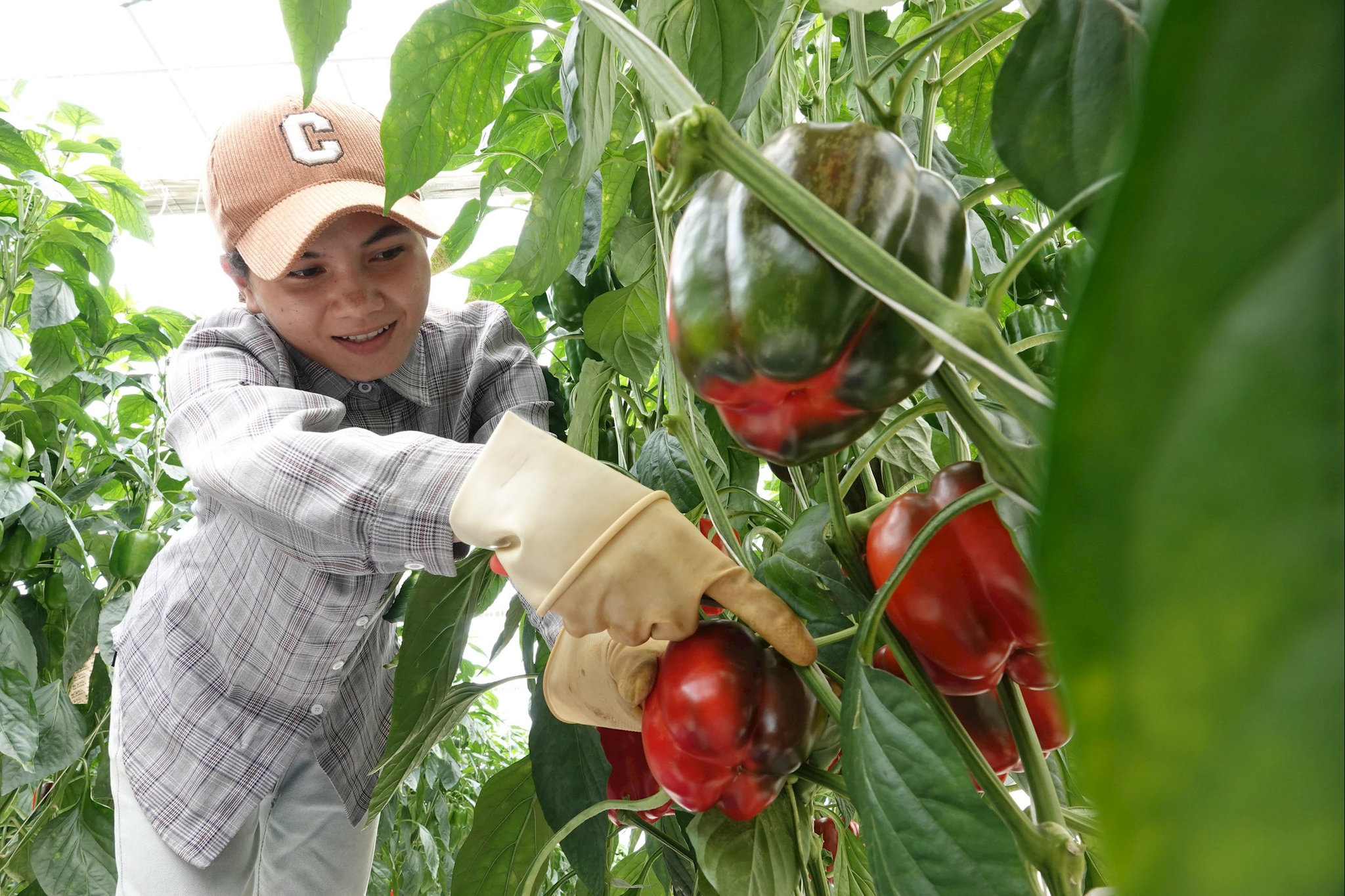 Thu hoạch ớt chuông trong nhà kính