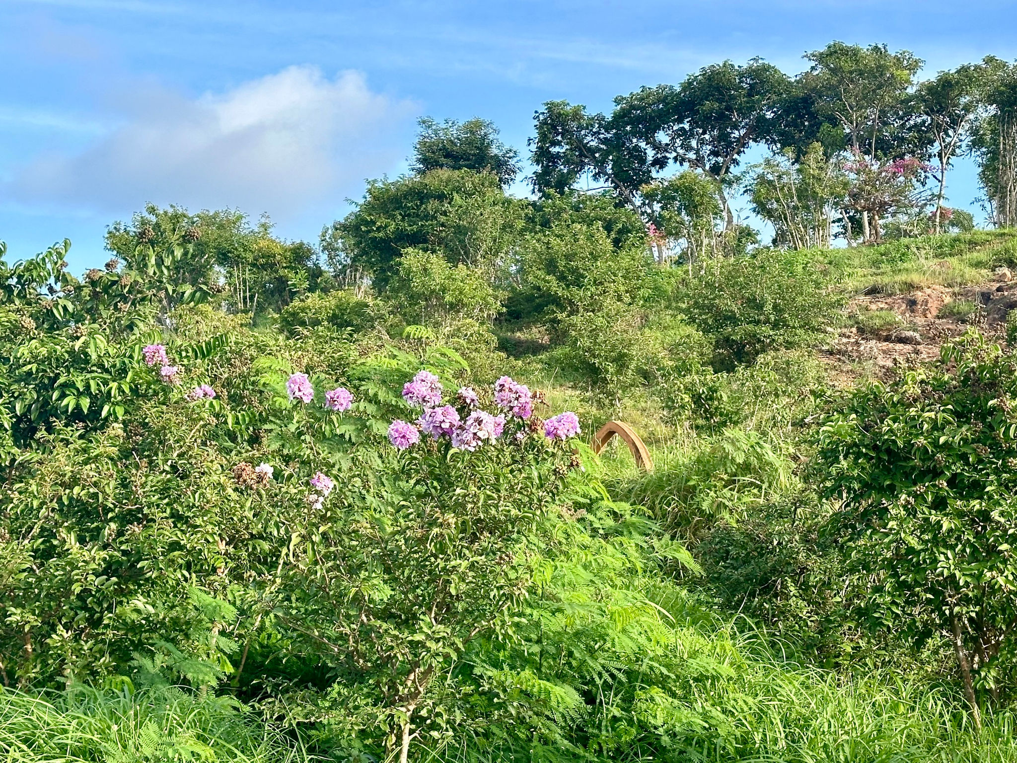 bằng lăng 