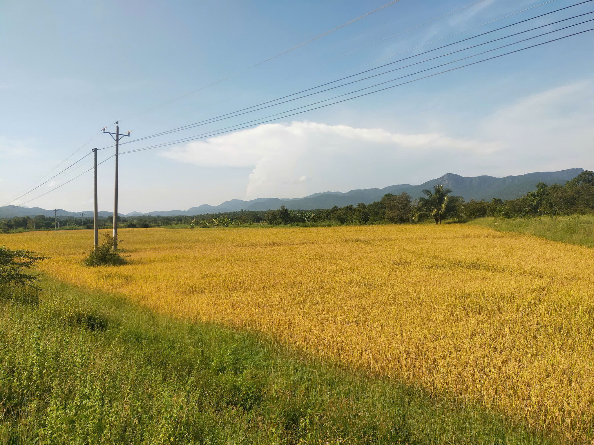 sau mưa lũ, lúa ở Phan Dũng (xã Tuy Phong) chín vàng ươm