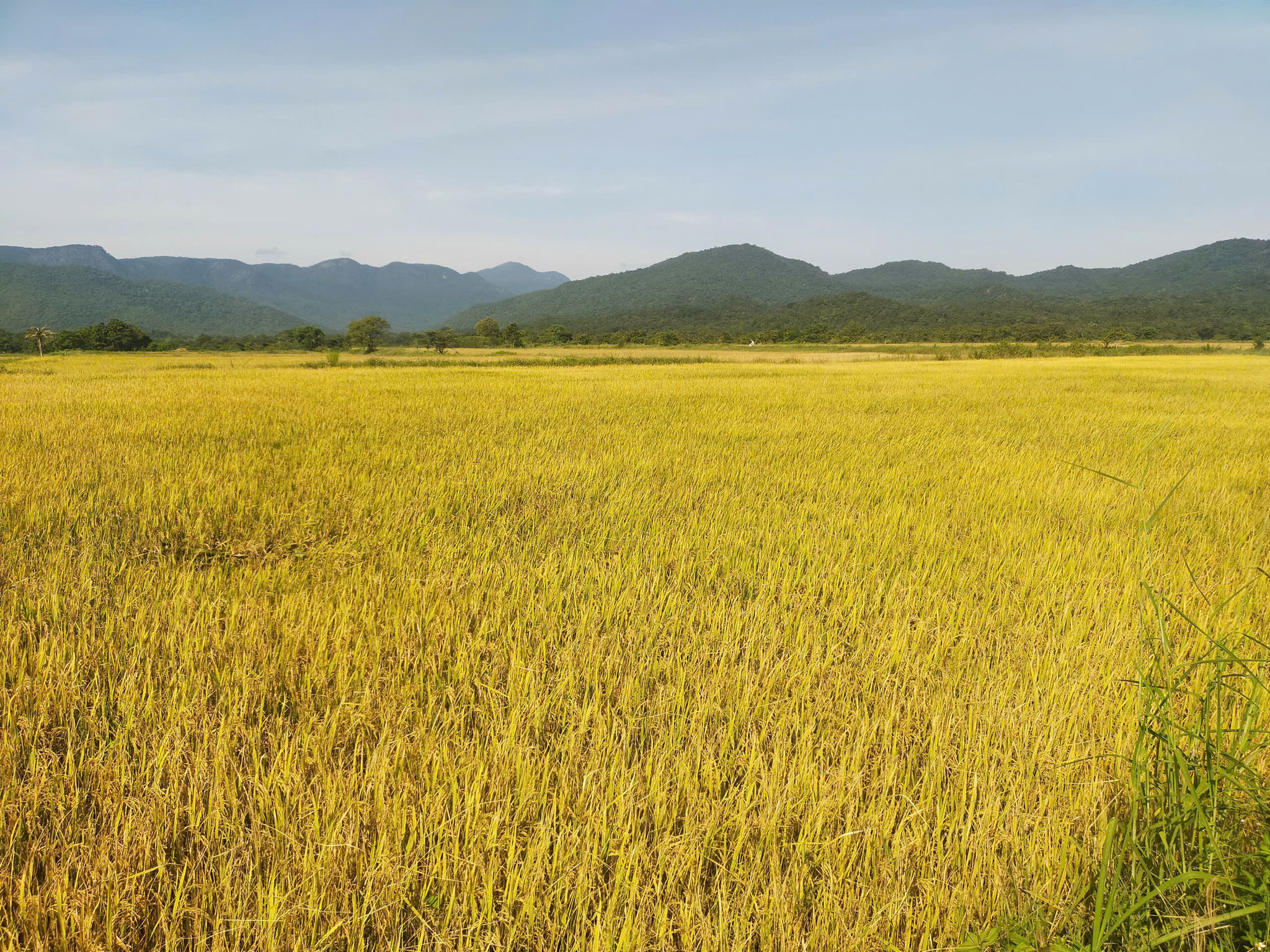 sau mưa lũ, lúa ở Phan Dũng (xã Tuy Phong) chín vàng ươm.jpg sau