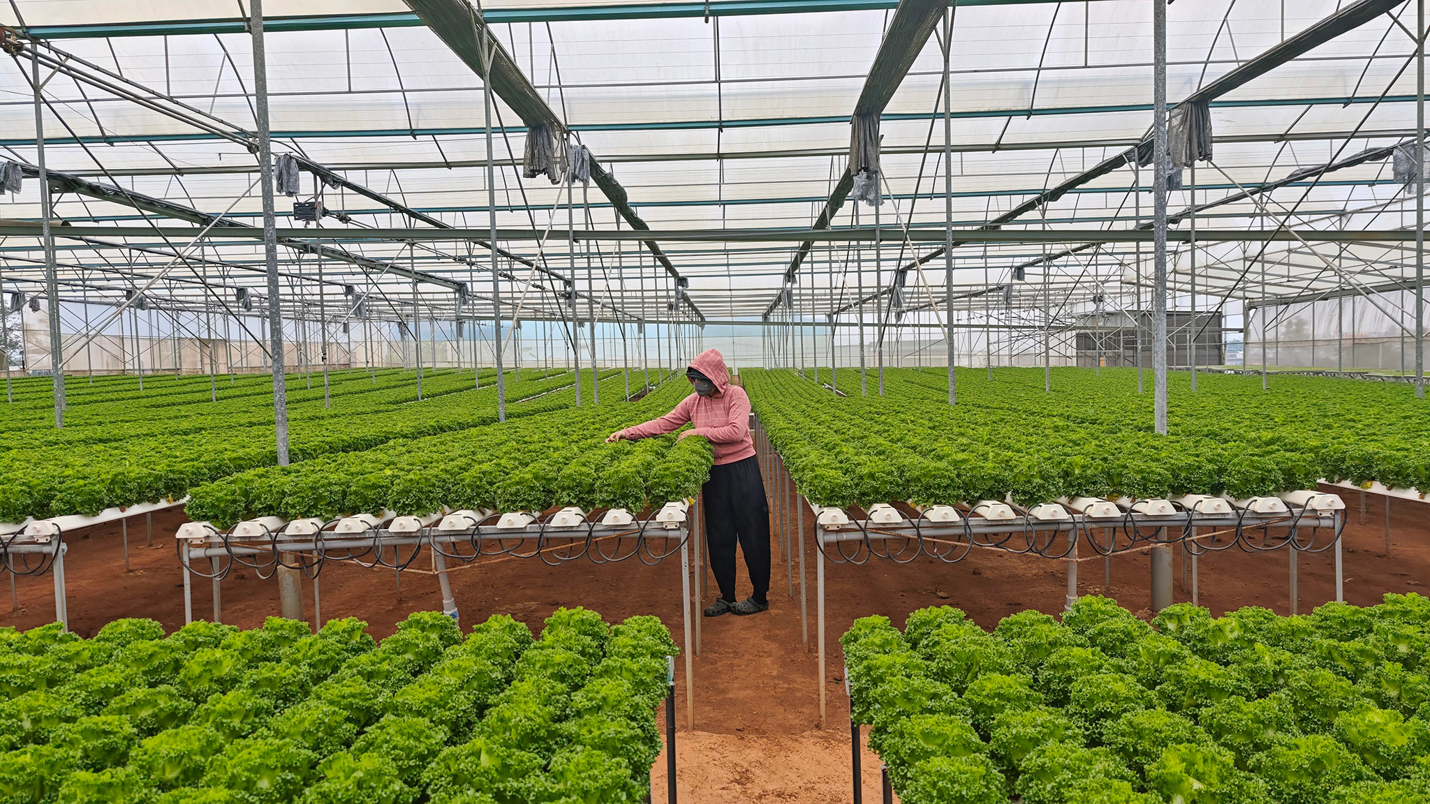 1. Rau xà lách được trồng thủy canh trong nhà kính tại Ka Đô.