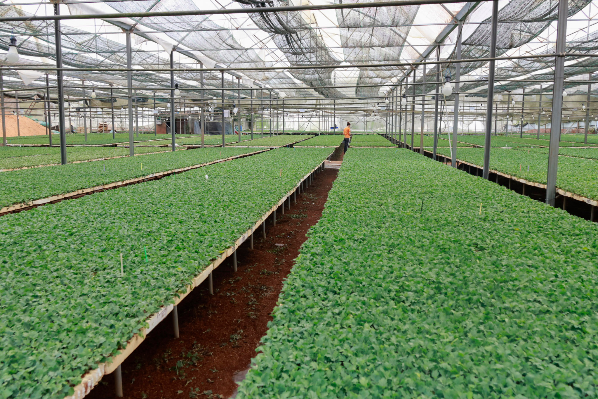 2. Cây giống được chăm sóc trong nhà lưới tại Ka Đô.