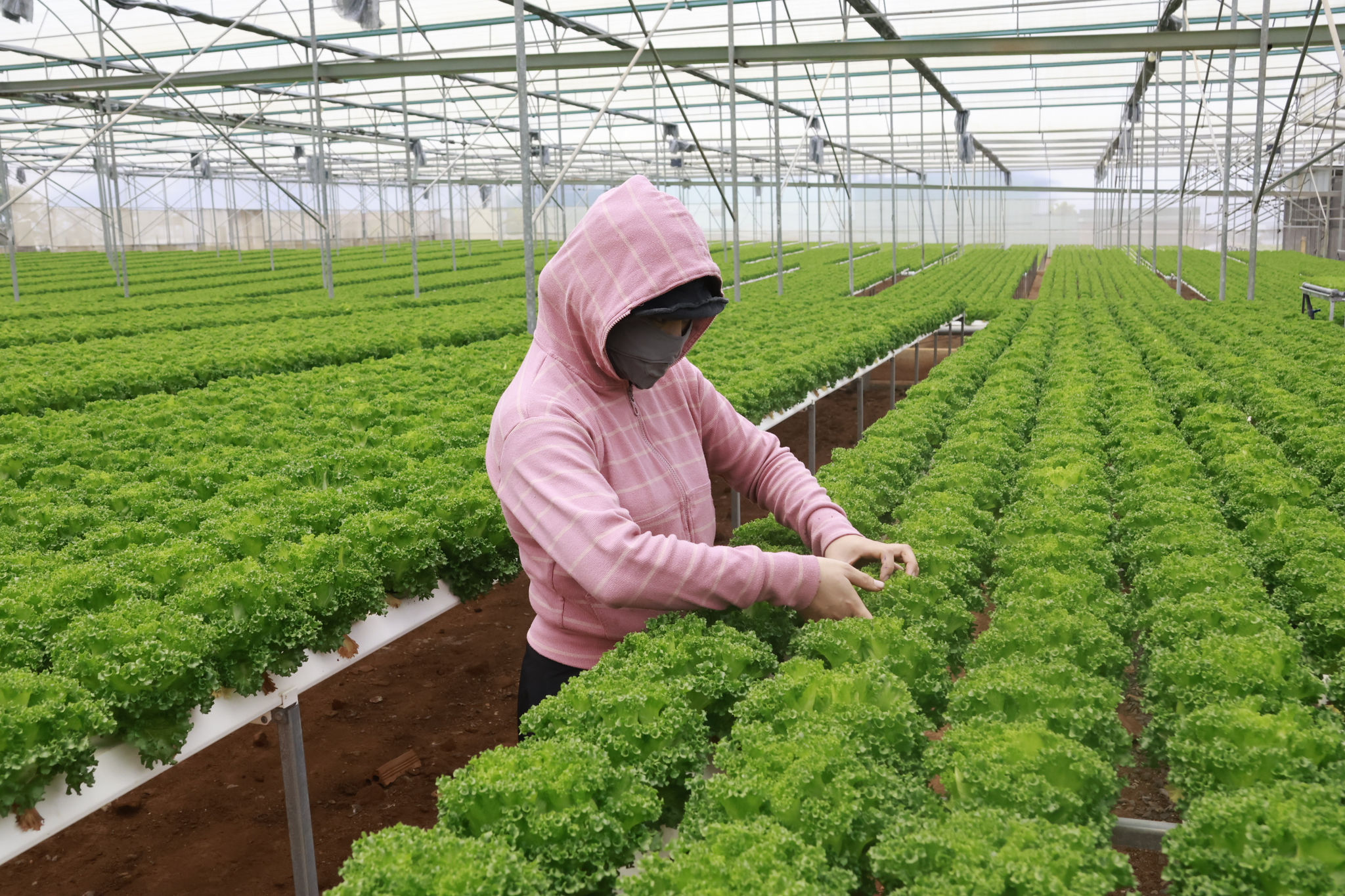 3. Kiểm tra sự sinh trưởng của rau xà lách trong hệ thống thủy canh.