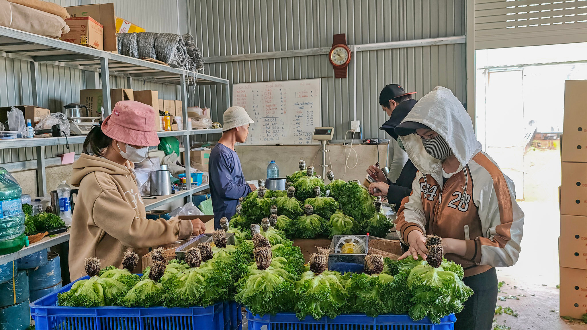 4. Thu hoạch, sơ chế rau xà lách thủy canh tại cơ sở rau sạch Kiêm Hùng.