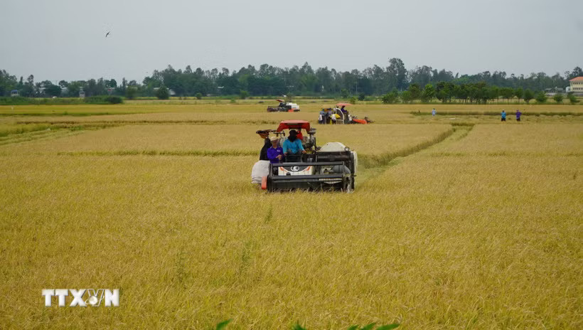 Nông dân ở vùng đầu nguồn của tỉnh Đồng Tháp tất bật thu hoạch vụ lúa Hè thu để chuẩn bị đón mùa nước nổi. (Ảnh: Nhựt An/TTXVN)