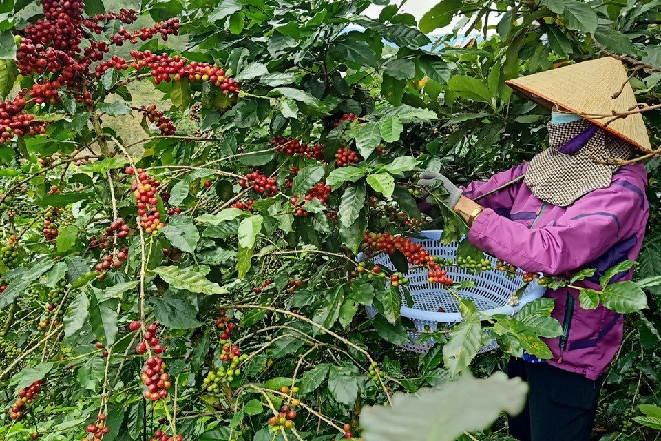 san-pham-ca-phe-arabica-thu-hoach-o-phuong-xuan-truong-da-lat-dap-ung-cac-tieu-chuan-xuat-khau-sang-thi-truong-chau-au.jpg