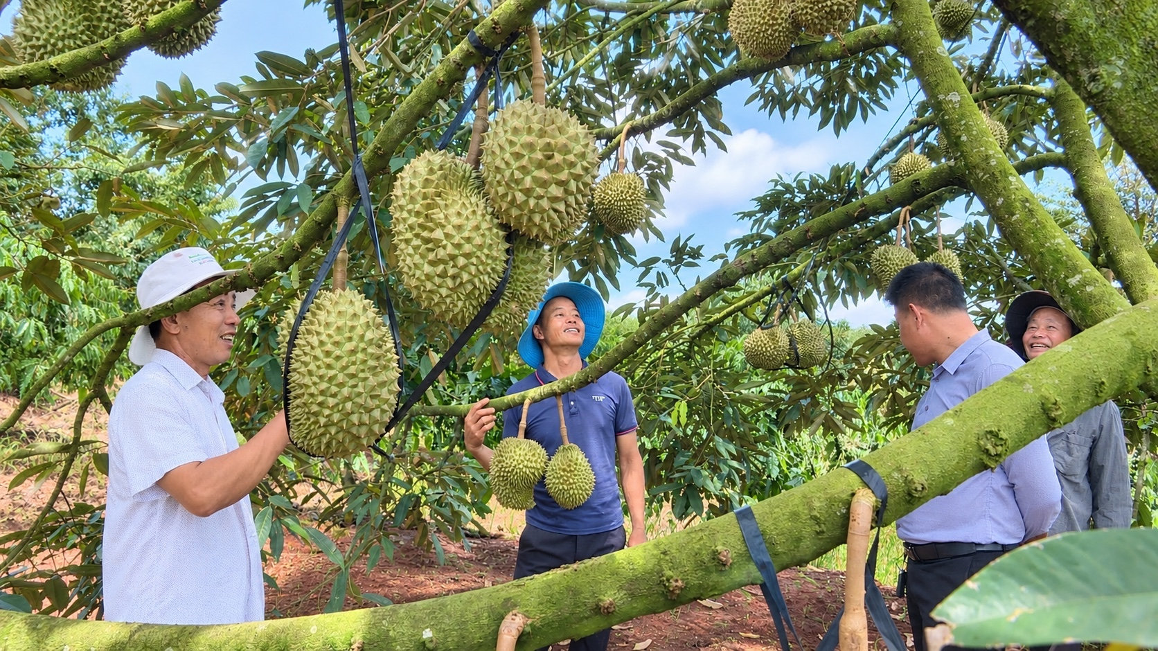 Thành viên của CLB chia sẻ kỹ thuật trồng sầu riêng tại thôn Sình Công