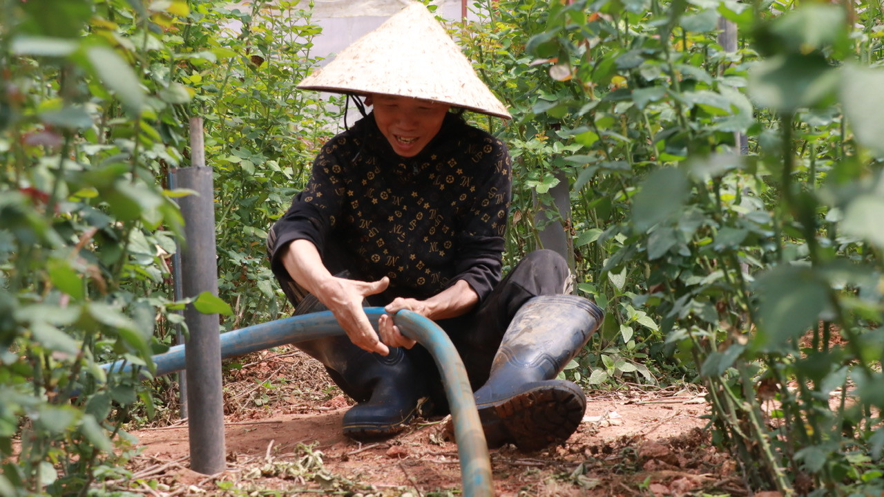 Người dân phường Lang Biang bơm hút nước lũ để cứu vườn hoa hông