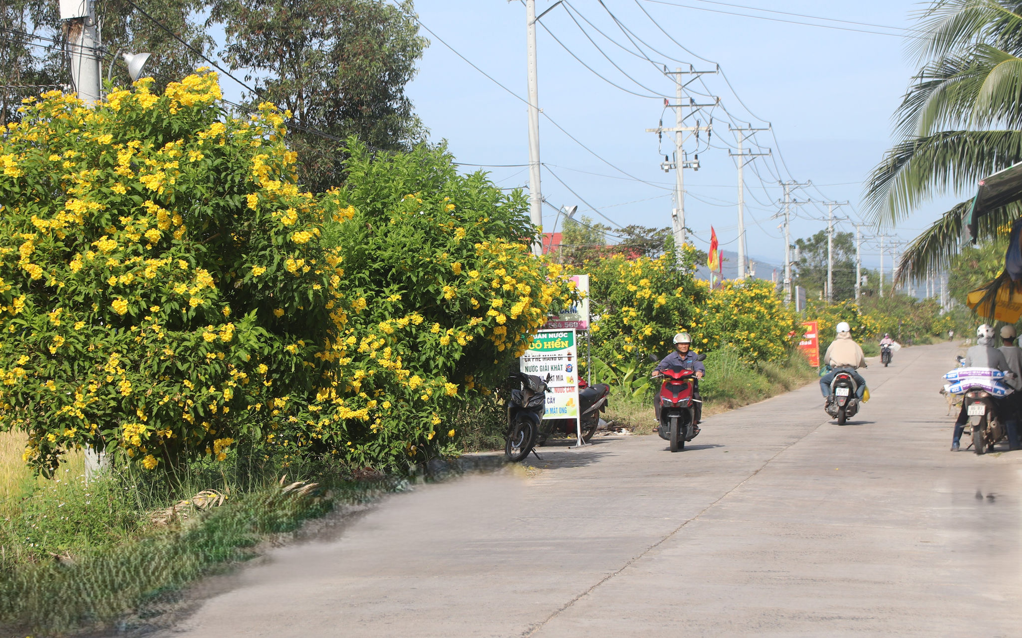 Tuyến đường vào thôn Suối Đá, xã Hồng Sơn tỉnh Lâm Đồng rực rỡ sắc màu của hoa hoàng yến
