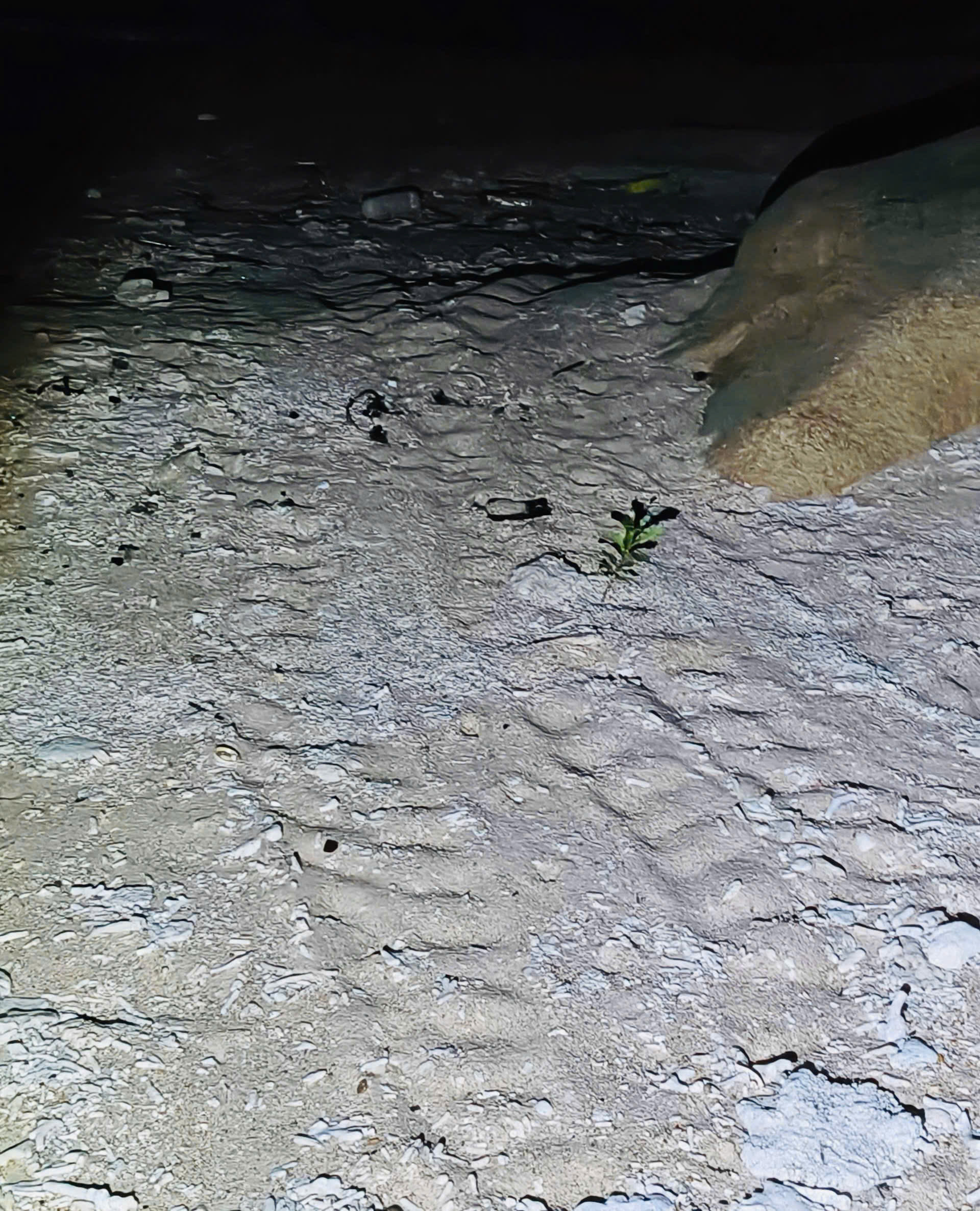 Green Sea Turtle Crawls Ashore