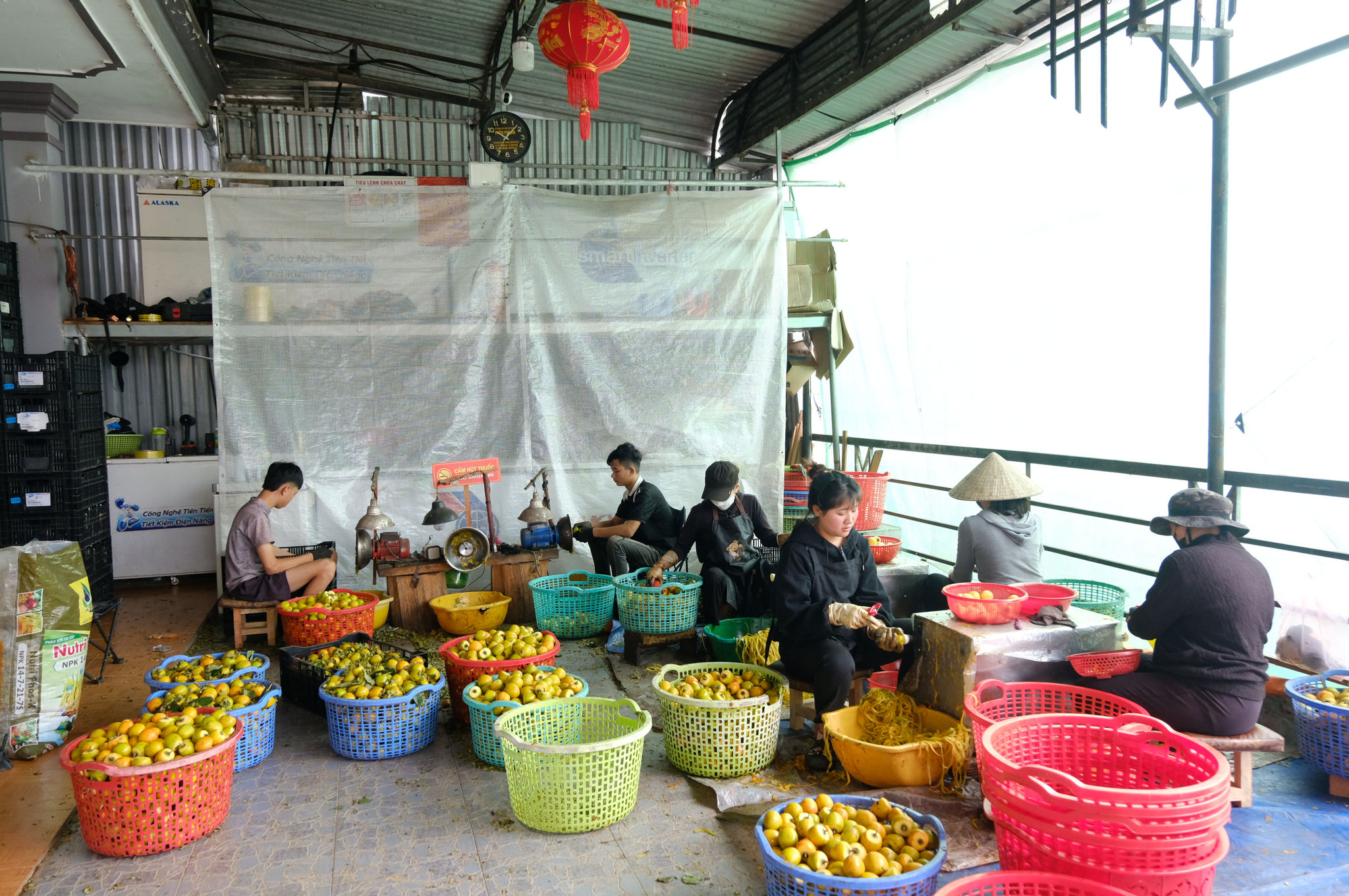 Người dân phường Xuân Trường - Đà Lạt làm hồng treo gió