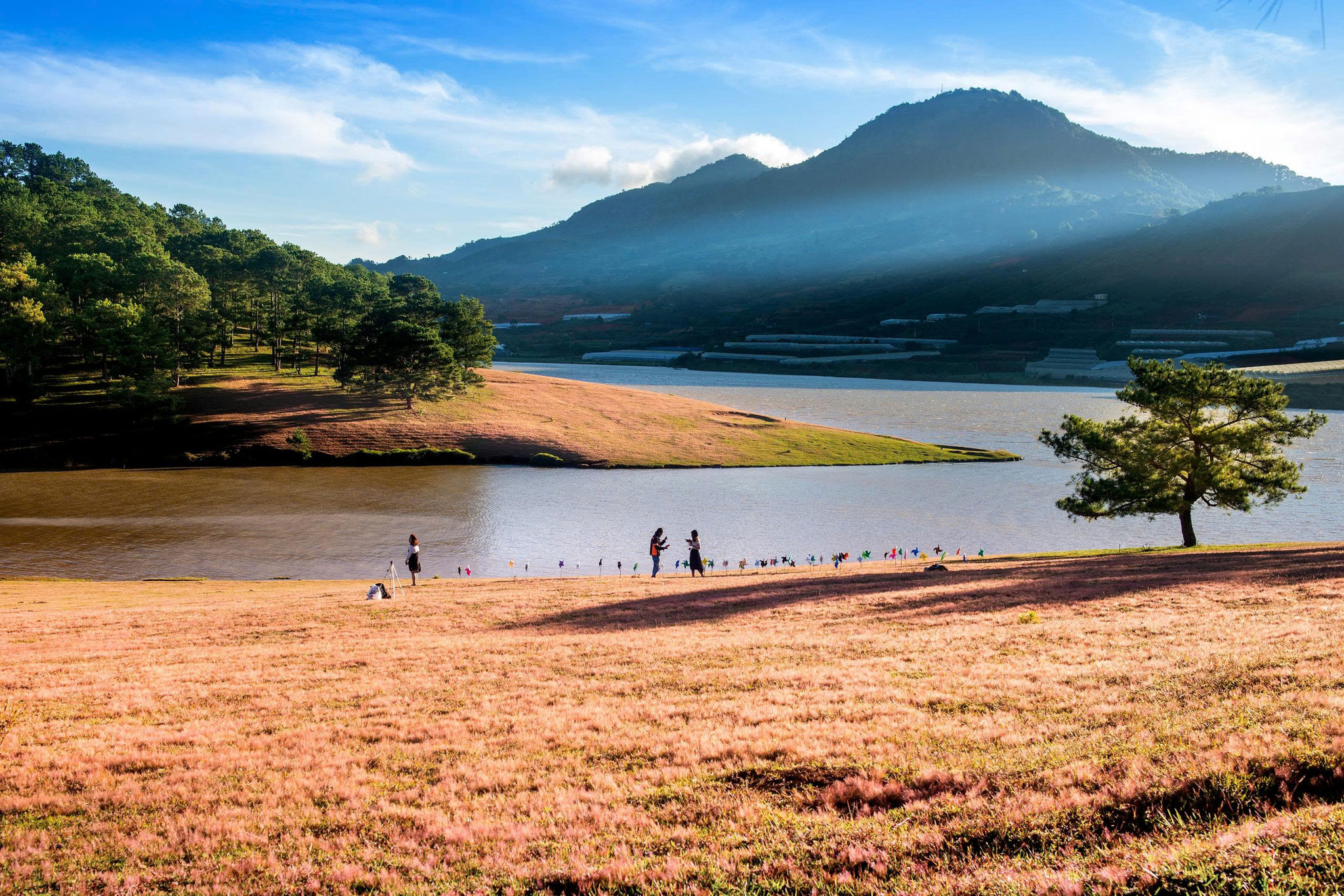 Mùa cỏ hồng ở Lang Biang thu hút khách thập phương