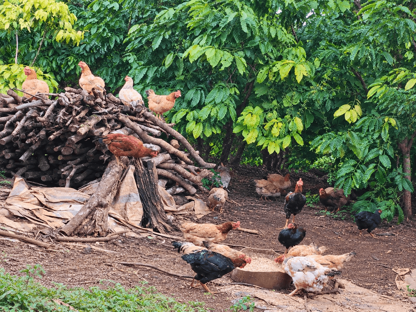 Sân gà quê bên đống củi