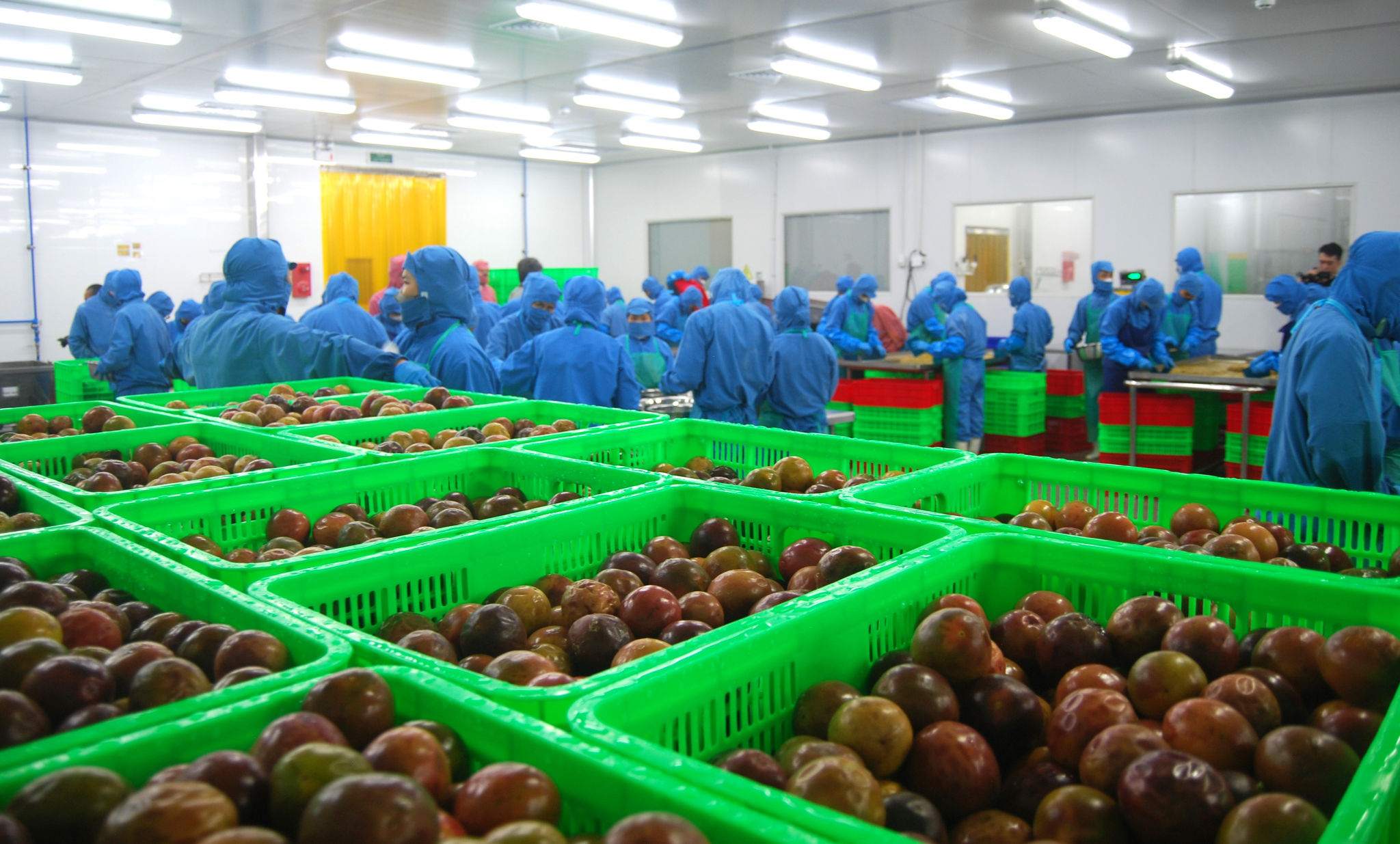Chế biến chanh dây đạt tiêu chuẩn xuất khẩu tại xã Phú Sơn