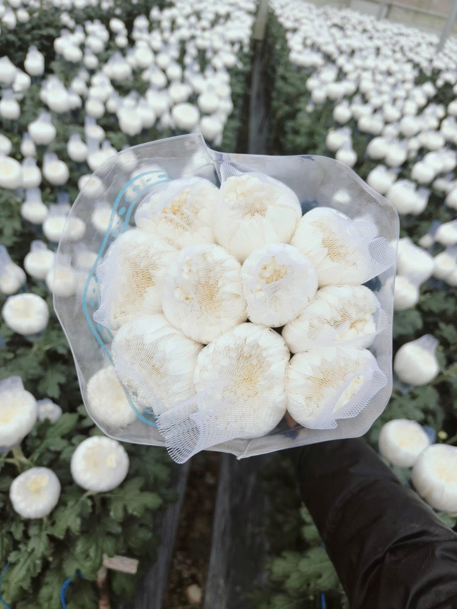 Toàn bộ số hoa được bàn giao cho Bộ Tư lệnh TP Hồ Chí Minh để phát miễn phí cho người dân dự lễ