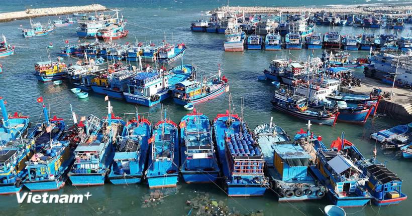 Truy xuất nguồn gốc thủy sản khai thác. (Ảnh minh họa. Nguồn: Vietnam+)