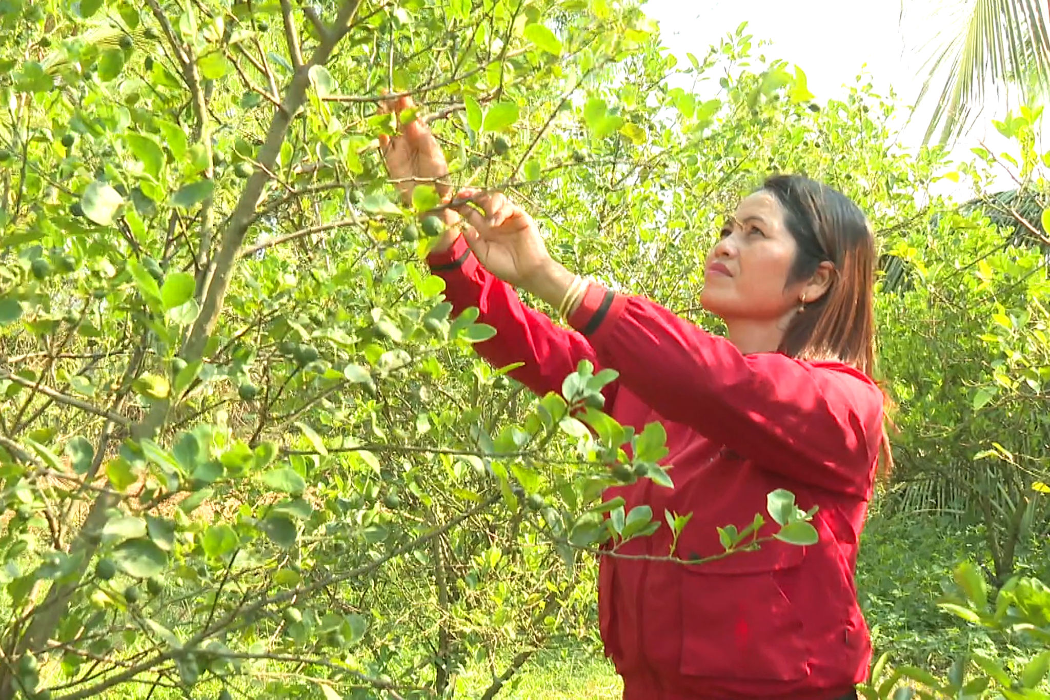 Nhờ được hỗ trợ vốn từ mô hình góp vốn xoay vòng, tạo điều kiện cho chị Thông Thị Vui, thôn Lâm Giang, xã Hàm Thuận Bắc chuyển sang trồng chanh mang lại hiệu quả kinh tế và nâng cao thu nhập