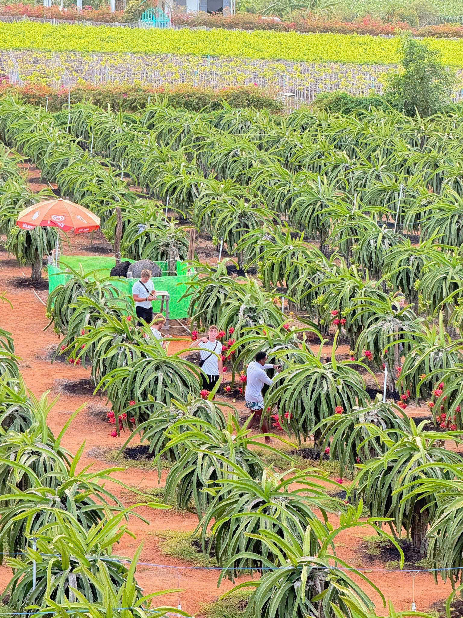 Mô hình nông nghiệp kết hợp du lịch tại xã Hòa Thắng