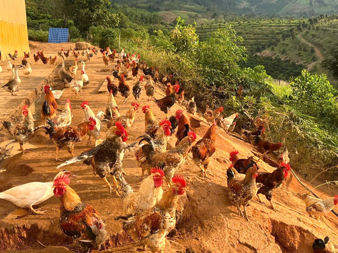 Nuôi gia cầm với thức ăn cám, bắp phối trộn với thảo dược tại farm Trần Mao ở xã Đam Rông 4
