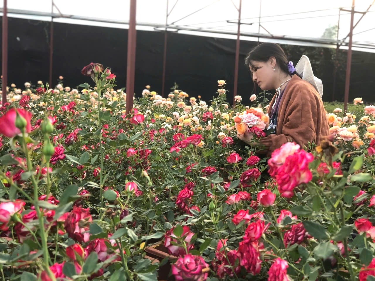 Trồng hoa hồng chiết xuất tinh dầu hỗ trợ chữa trị bệnh đau đầu, kích thích hệ tiêu hóa...