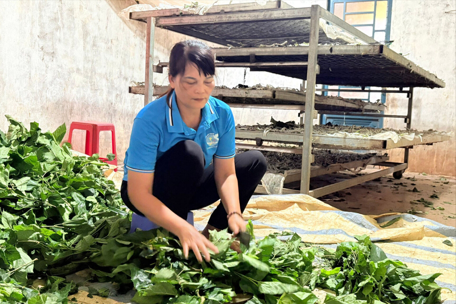 Mô hình trồng cà phê kết hợp trồng dâu nuôi tằm giúp gia đình chị Trần Thị Kiều có nguồn thu nhập cao