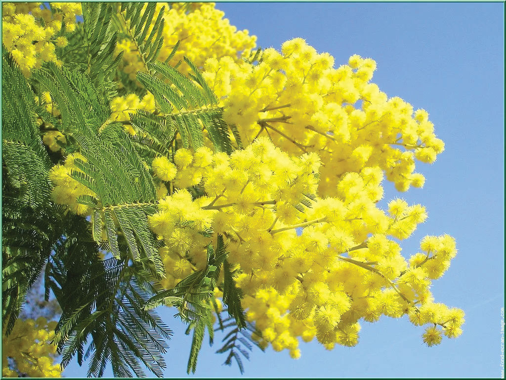 hoa_mimosa DA LAT