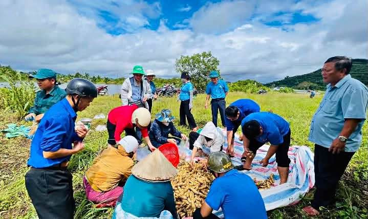 Ông cũng gửi lời cảm ơn đến lãnh đạo, cán bộ, các ban, ngành, đoàn thể và người dân đã trực tiếp góp sức thu hoạch, hỗ trợ tiêu thụ khoai, giúp gia đình giảm bớt thiệt hại do mưa lũ.