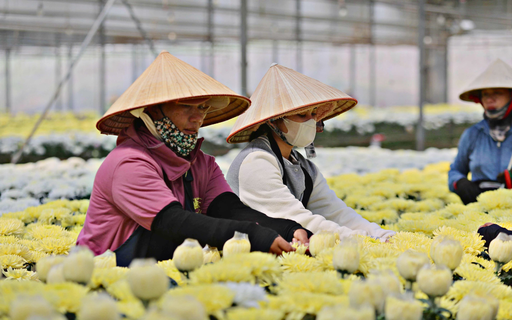 Việc giới thiệu giống mới, kỹ thuật canh tác và xu hướng nghệ thuật hoa góp phần nâng cao giá trị sản phẩm, tăng sức hấp dẫn của hoa Đà Lạt. (Ảnh Chính Thành)