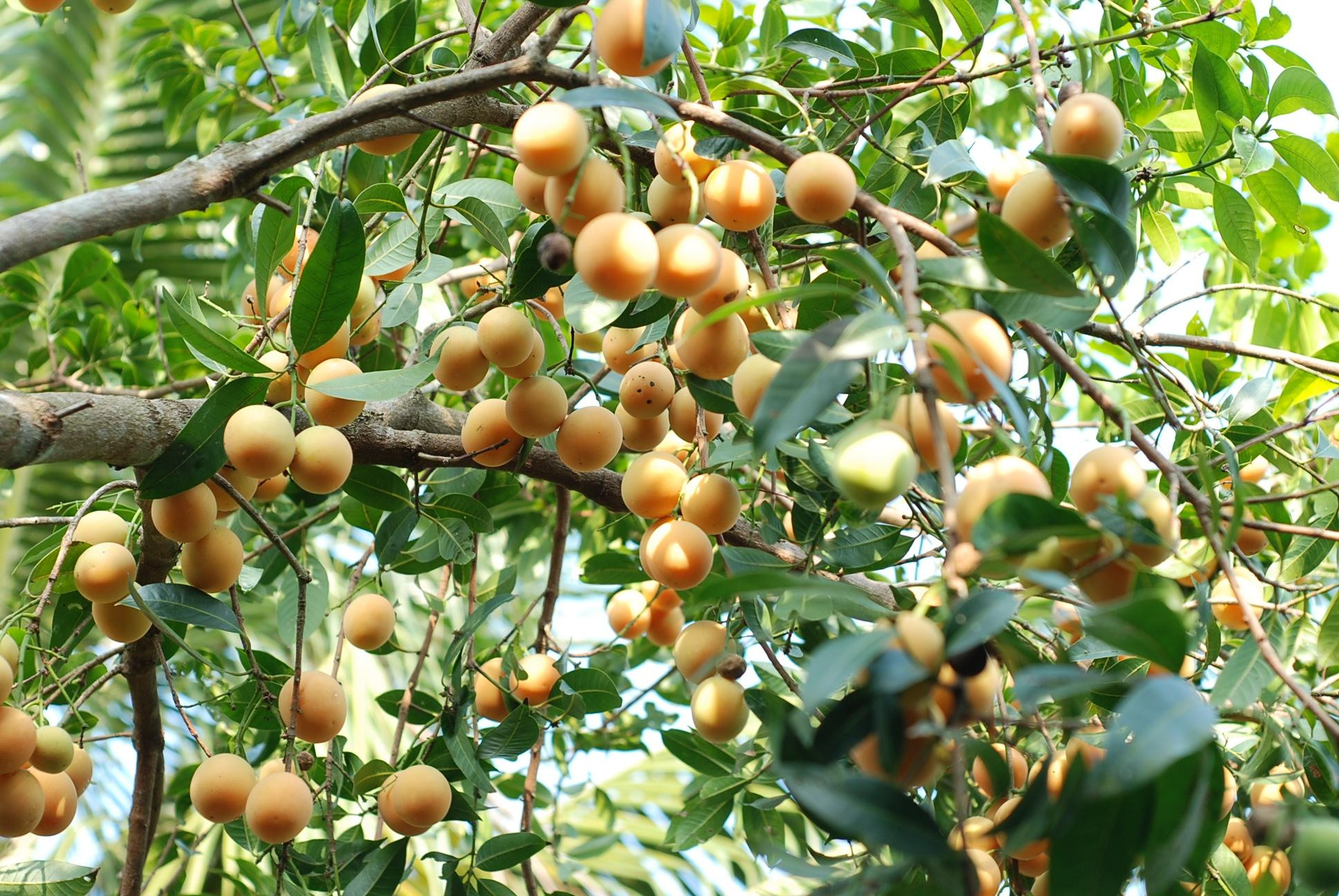 Cây thanh trà trồng thương phẩm mang lại lợi ích kinh tế