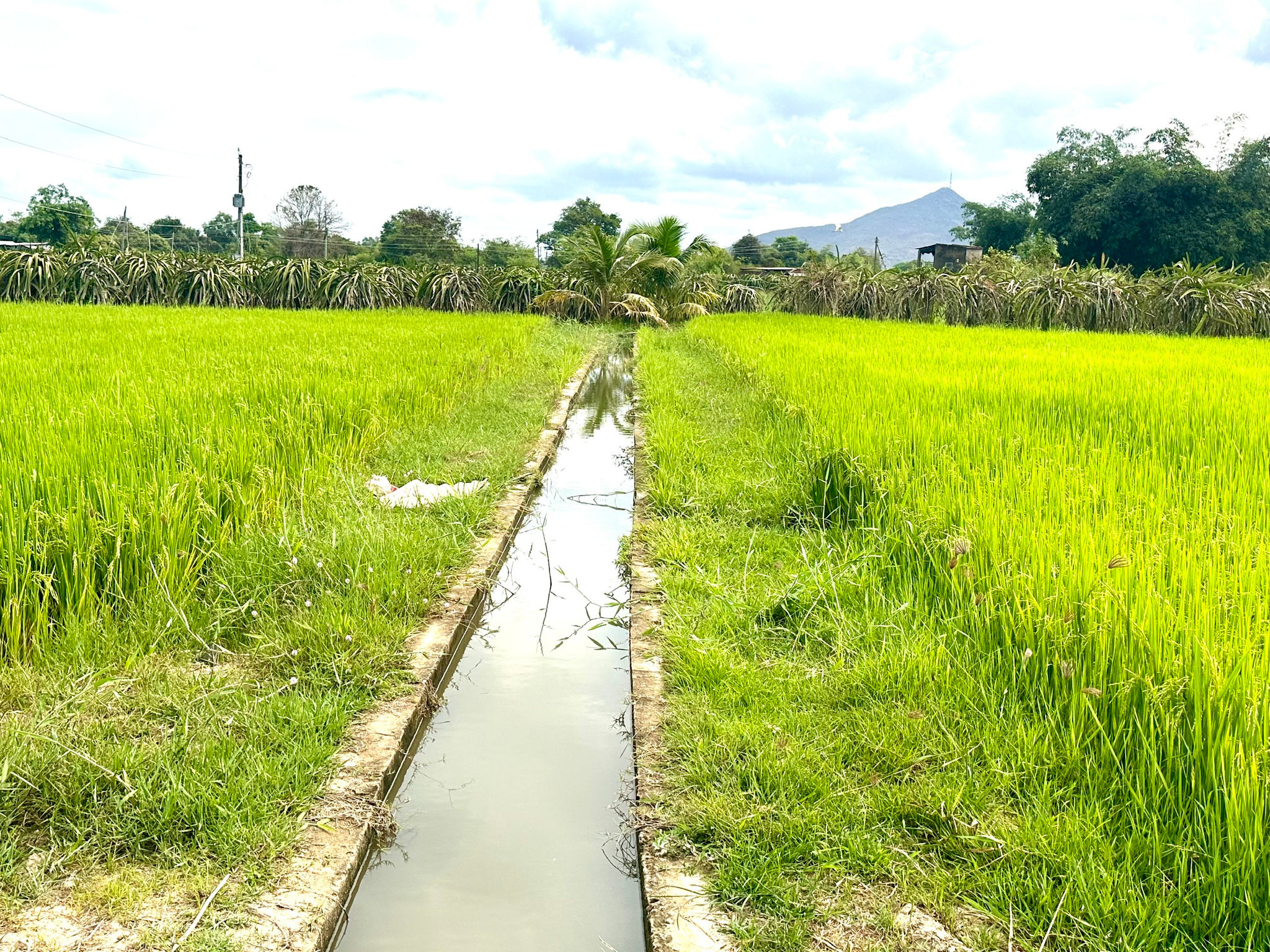 nước thuỷ lợi đến đồng