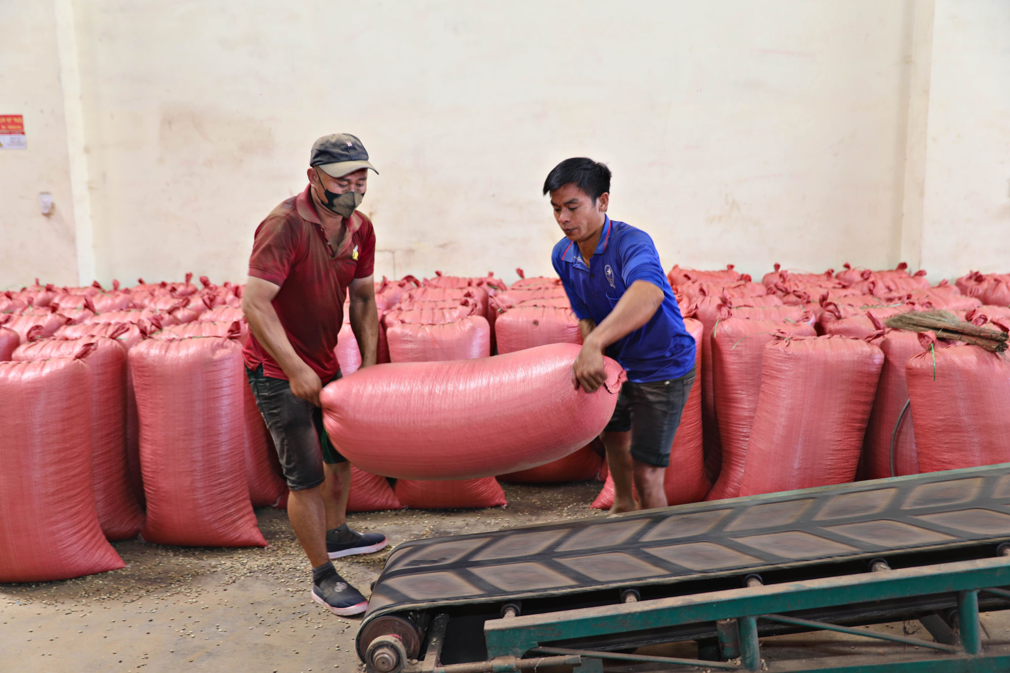 Công ty TNHH Bảo Anh xuất khẩu khoảng 40.000 tấn cà phê nhân mỗi năm, doanh thu ước đạt hơn 4.000 tỷ đồng