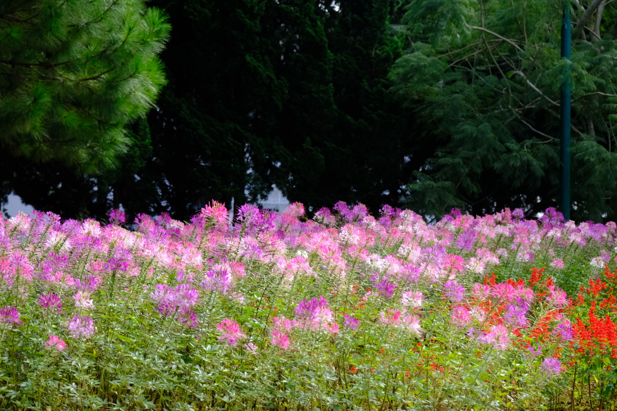 dscf5397.jpg