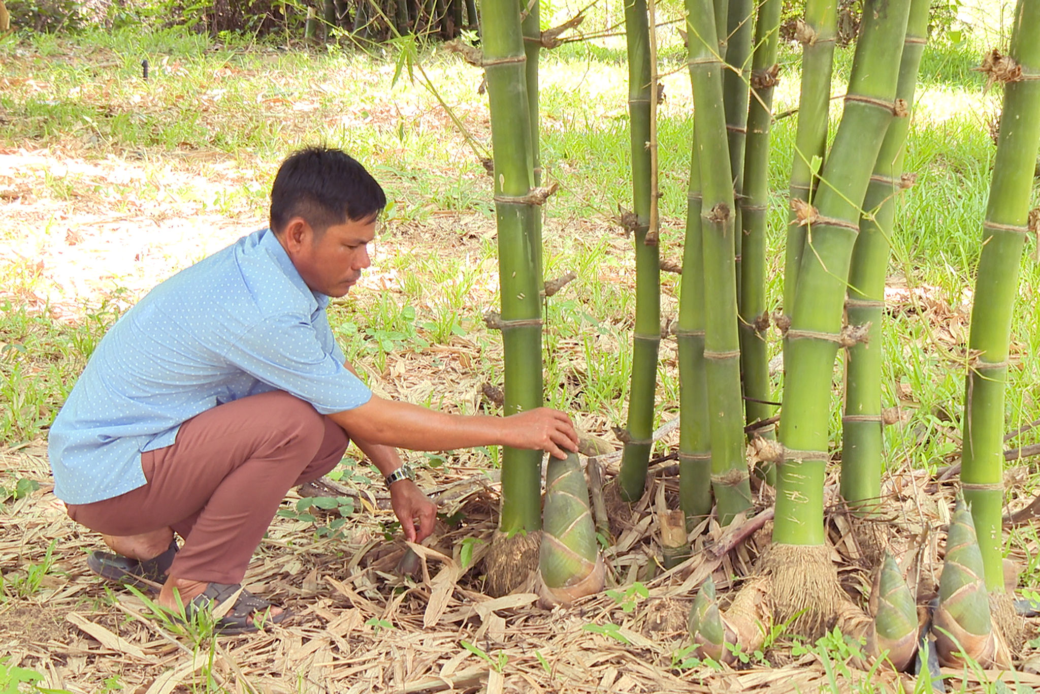 Anh K'Văn Nẻo kiểm tra vườn tre lấy măng để chuẩn bị thu hoạch