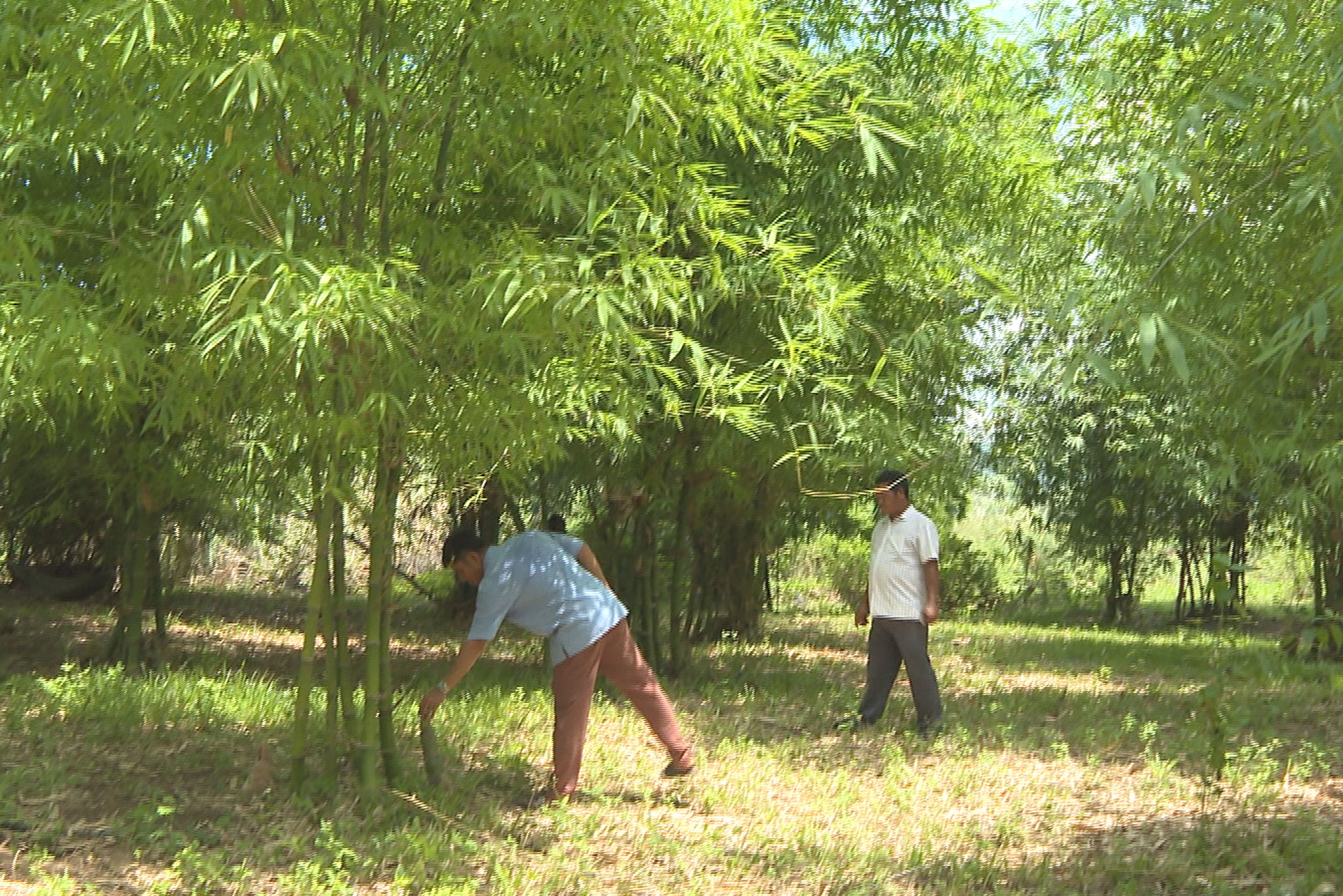 Vườn tre lấy măng tạo nguồn thu nhập thường xuyên cho gia đình anh K'Văn Nẻo