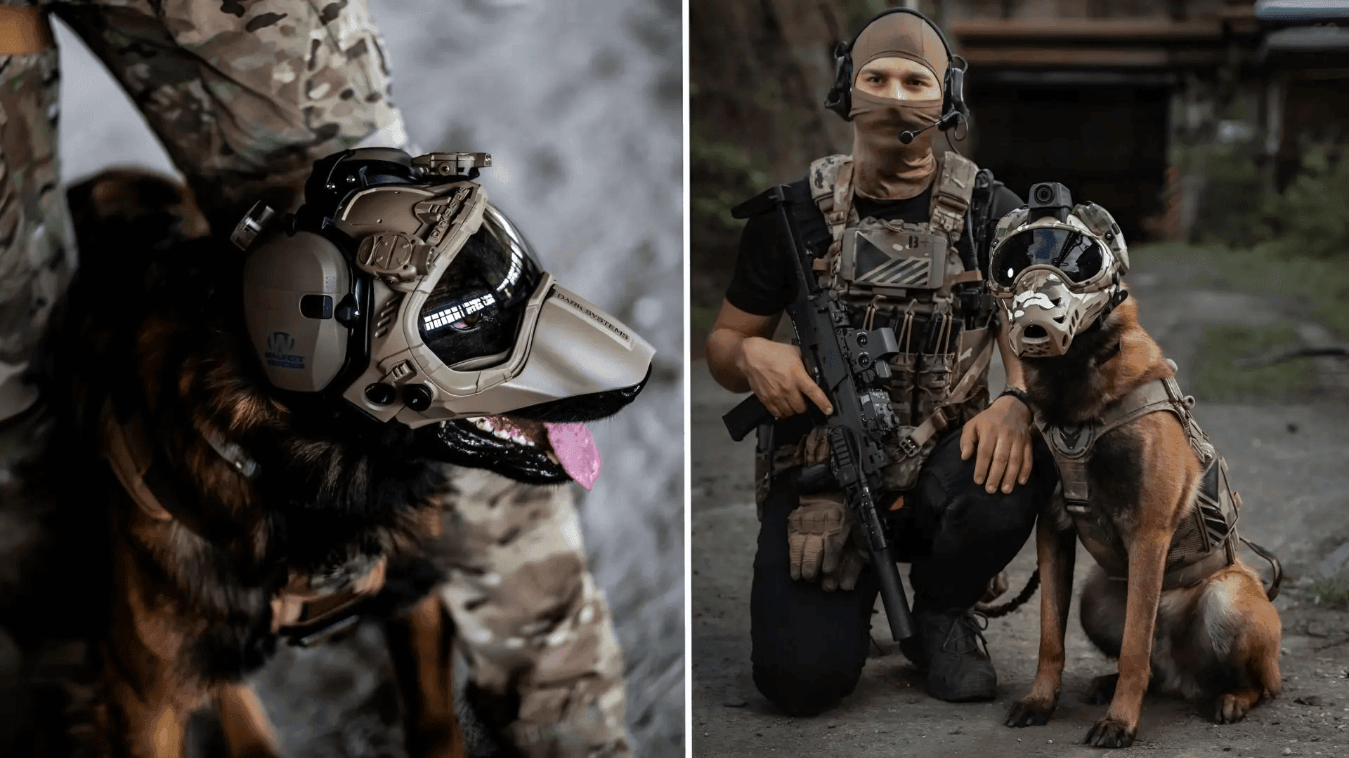 Chó nghiệp vụ K-9 giống Malinois Bỉ mang trang bị bảo hộ chiến thuật