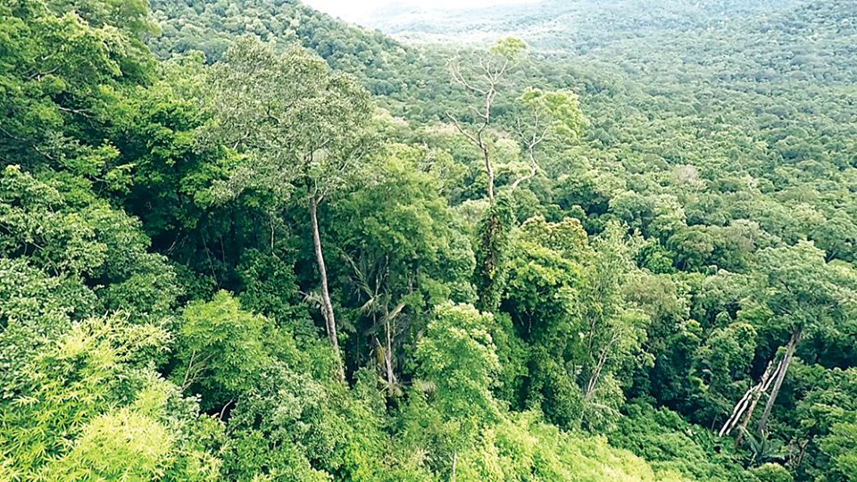 nam tây nguyên