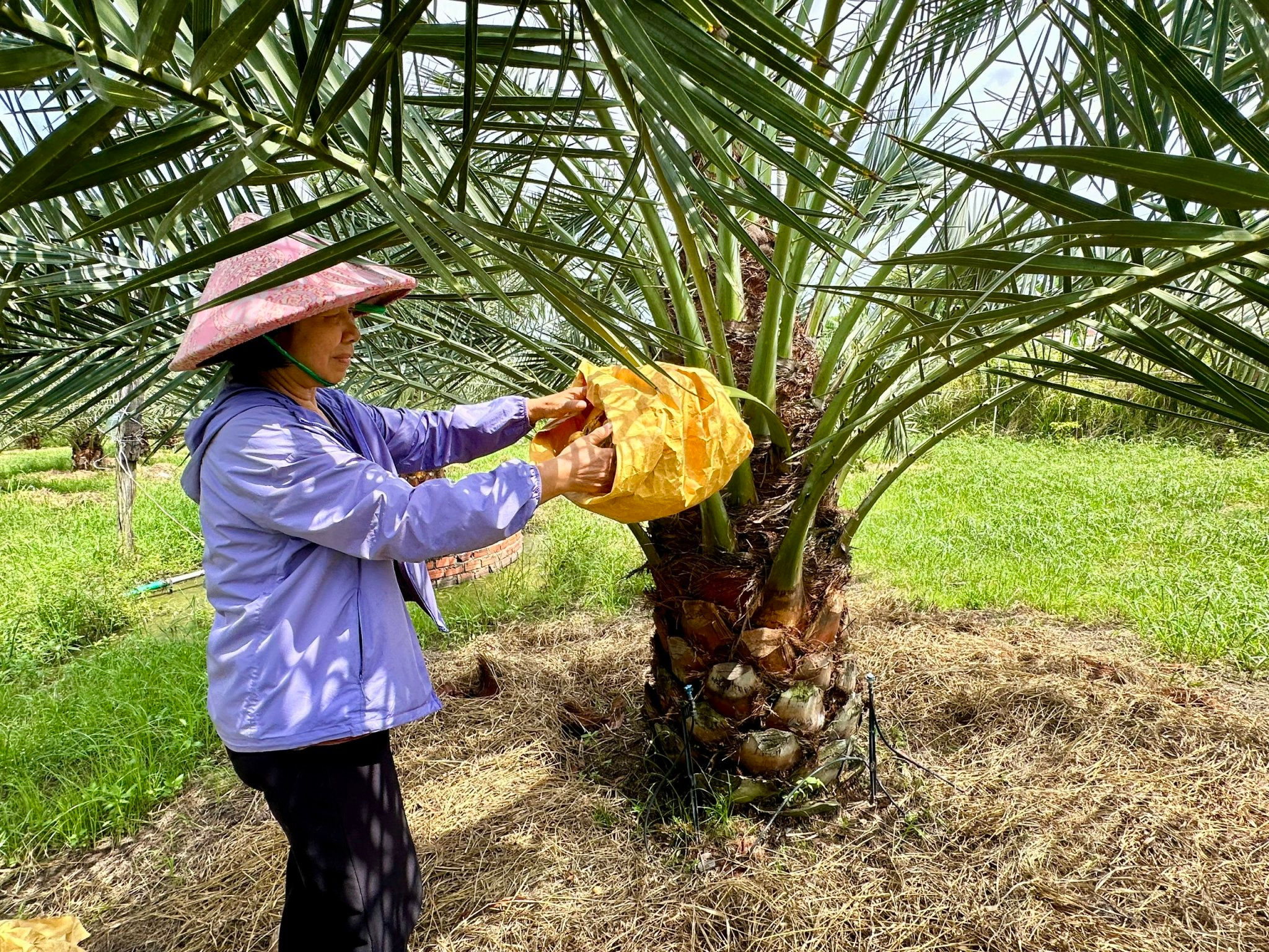 Bà Nguyễn Thị Phượng và cây chà là của gia đình. 