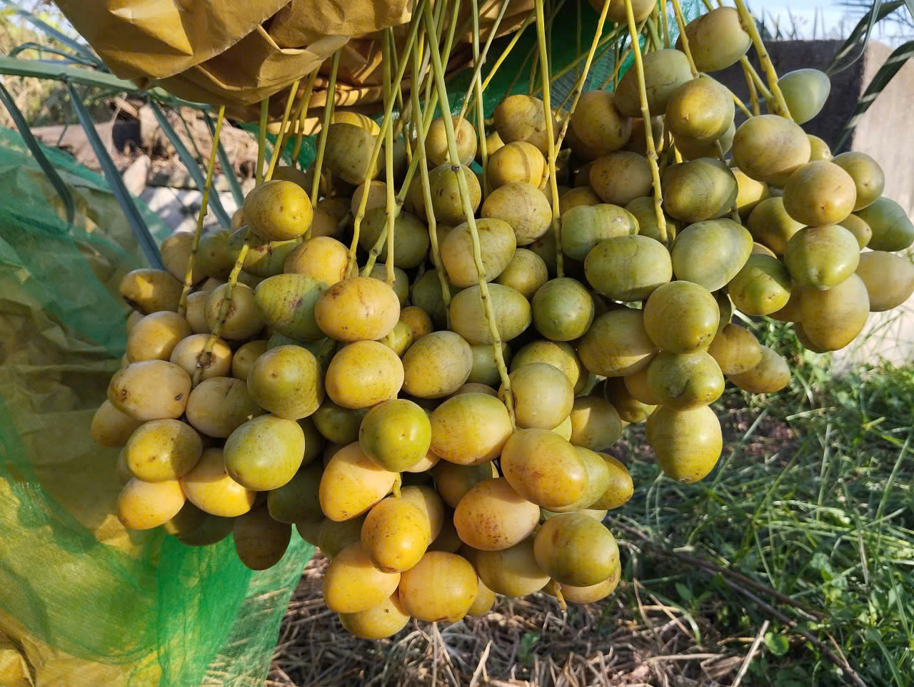 Chà là thời kỳ chín rộ
