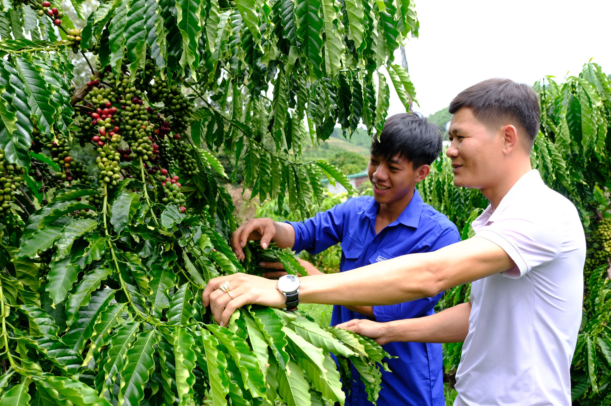 Thành là được đánh giá là thanh niên trẻ có tư duy đổi mới trong sản xuất nông nghiệp