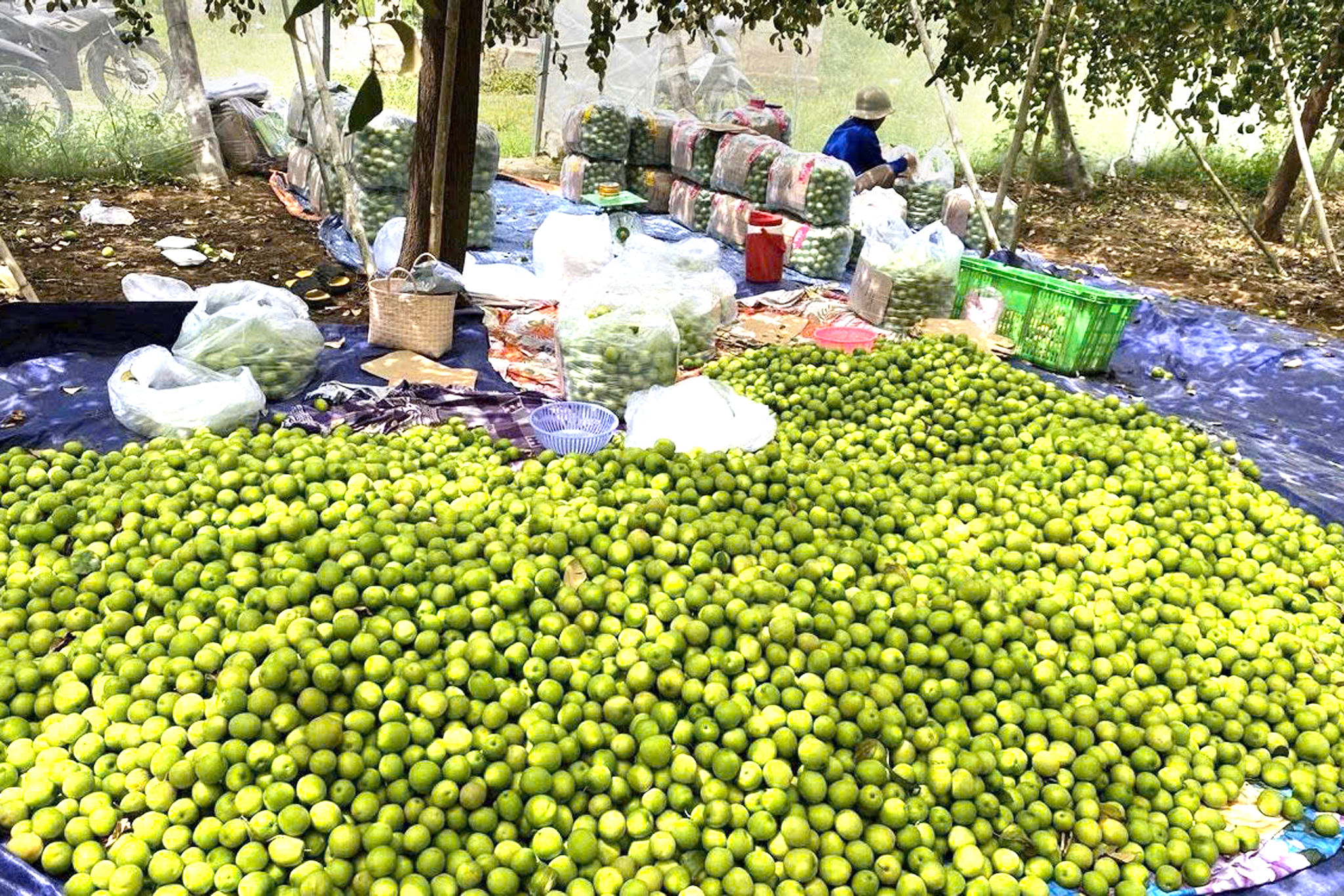 Người nông dân Chăm đang thu hoạch và đóng gói táo khẩn trương để kịp chuyến xe vận chuyển đến nơi tiêu thụ