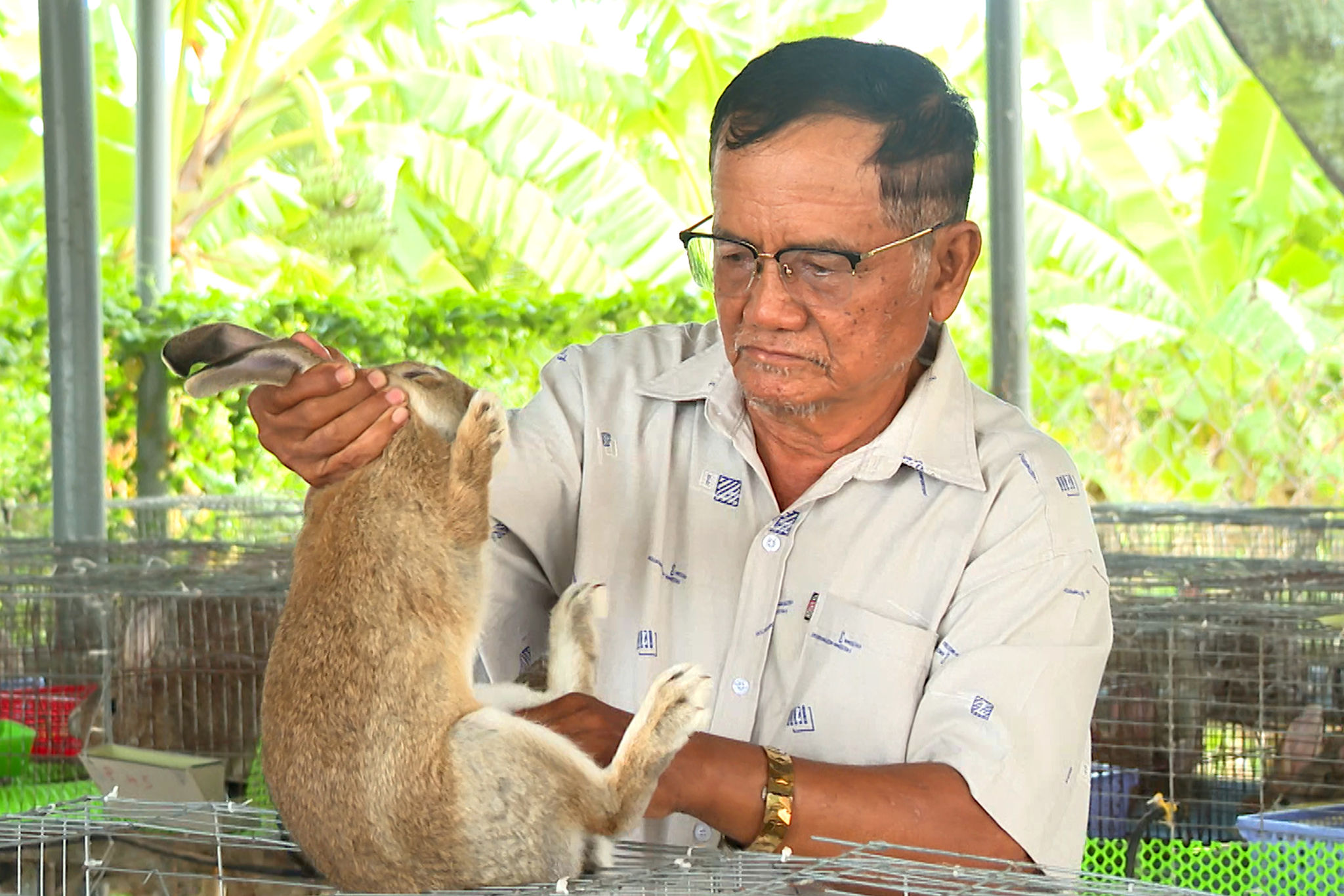 Từ ý định nuôi chơi, đàn thỏ của ông Thổ Sung, thôn Phan Hòa, xã Bắc Bình đang phát triển lên khoảng 400 con nhờ học hỏi kinh nghiệm và chăm sóc đúng cách