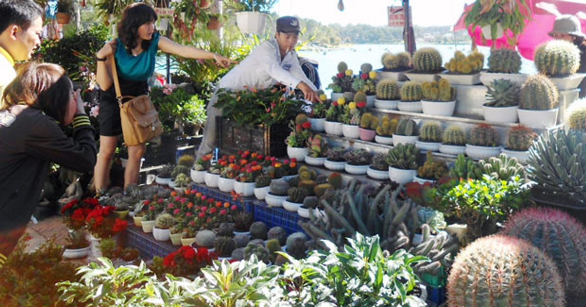 Cuốn hút “hoa rồng”